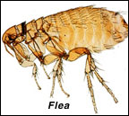FleaControl